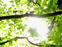 Sun shining through tree Stock Footage