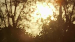 Flock of silhouette birds flying on sunny day Stock Footage