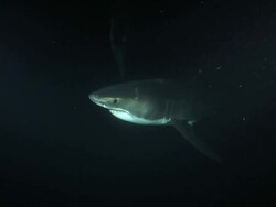 Multiple hand-held pan-left - A great white shark swims past bait that hangs from a line. Stock Footage