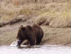 MS TS Shot of grizzly boar walking along river bank and stops to playing with log / Tetons, Wyoming, United States Stock Footage