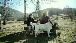 Petting the dog Stock Footage