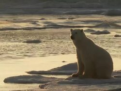 MS Polar bear sitting on snow / Churchill, Manitoba, Canada Stock Footage