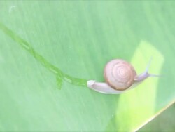 Snail walking on the leaf of a banana tree. Stock Footage
