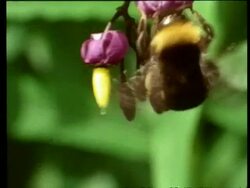 CU Bumble bee feeding on deadly nightshade Stock Footage