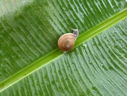 Snail on banana palm green leaf Stock Footage