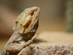 Bearded Dragon Stock Footage