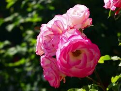 Garden roses close up Stock Footage
