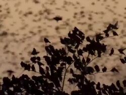 Massive starling flock close up Stock Footage