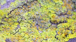 Xanthoria parietina Stock Footage