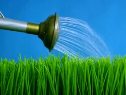 Spring Grass .. Stock Footage