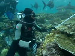 Fijian diver feeds whitetip reef sharks, Fiji, South Pacific  Stock Footage