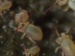Springtail (Sminthurides aquaticus) Group wrestling Stock Footage