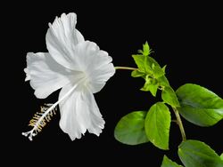 white Hibiscus Blooming Stock Footage