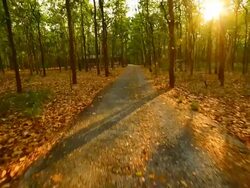 Walking in the forest at sunset Stock Footage