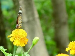 Butterflies eat pollen Stock Footage