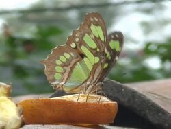 Butterfly feeding on orange slice Stock Footage