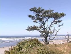 Beach #01 Stock Footage