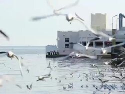 Seagull flying and swimming in the sea Stock Footage