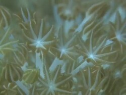 Xenia Pulsing Soft Coral feeding, Monad Shoa, Malapascua, Philippines Stock Footage
