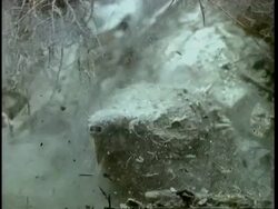 CU Alligator snapper turtle catches fish Stock Footage