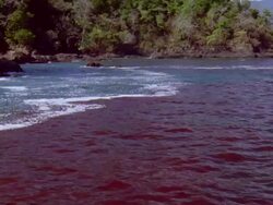 MS Red tide blooming on ocean surface / Guanacaste, Costa Rica Stock Footage