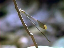 Damselfly, MCU yellow damselfly on branch;; Panama; Stock Footage