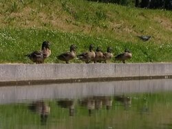 Gardens and parks Stock Footage