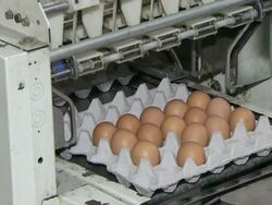CU Shot of Egg packing system / Anseong, Gyeonggi-do, South Korea Stock Footage