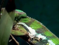 Panther Chameleon Stock Footage