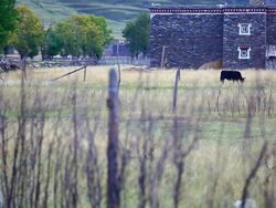 Yak eating grass. Stock Footage