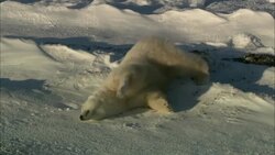 A polar bear rolls on its back and stands up. Stock Footage