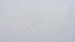group of birds flying on sky Stock Footage