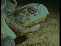Olive Ridley Sea Turtle (Lepidochelys olivacea) head as it lays eggs, India Stock Footage