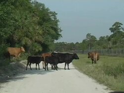 Cows in the Road Stock Footage
