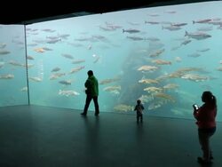 Alseund, the aquarium Stock Footage