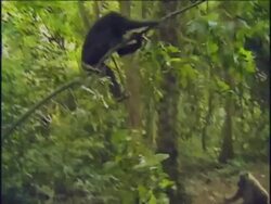 WS, Chimpanzee (Pan troglodytes) swinging on branch in forest, Gombe Stream National Park, Tanzania Stock Footage