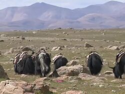 Pull Back Shot Yaks Walking Lhasa Tibet China Stock Footage