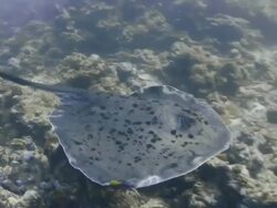 Giant Manta Ray swimming close to sea bed Stock Footage