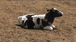 Cloned cows produce milk that contains human breast milk enzymes News Clip