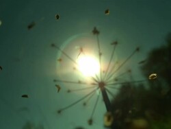 Seeds disperse from umbelliferous seed head Stock Footage