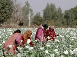 MS Women working in the poppy plantation / Rajasthan, India Stock Footage