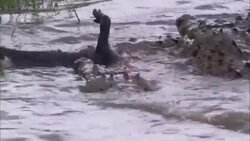 Crocodiles drown their prey. Stock Footage