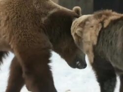 MS TS SLO MO Grizzly bears running and fighting in snow / Livingstone, Montana, United States Stock Footage