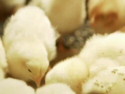 Chickens Stock Footage
