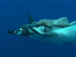 Manta with remoras, eye shot, Mexico  Stock Footage