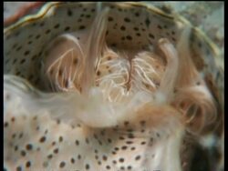 CU Wormsnail reeling in mucous, possibly Serpulorbis grandis or Dendropoma maxima Stock Footage