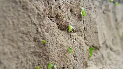 Fire ants carry green leaves for the nest Stock Footage