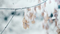 maple branches under snowing Stock Footage