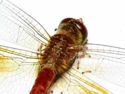 Dragonfly and ant Stock Footage