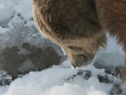 CU TD TU Bear digging in snow / Livingston, Montana, United States Stock Footage
